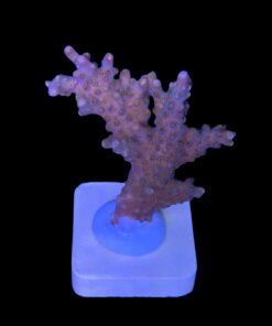 Alternative view of Insignis G