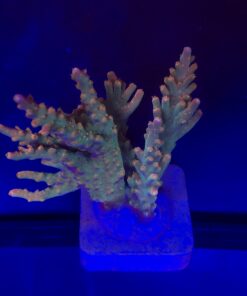 Insignis Mini Colônia