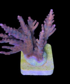 Alternative view of Insignis Mini Colônia