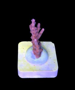 Alternative view of Insignis M