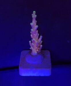 Alternative view of Jaw Dropper M