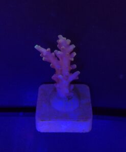 Alternative view of Jaw Dropper M