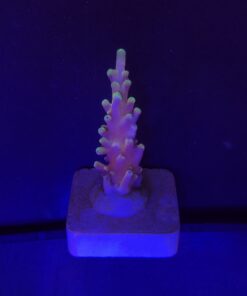 Alternative view of Jaw Dropper M