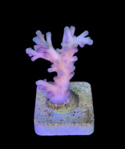 Alternative view of Jaw Dropper M