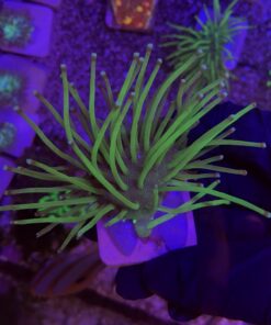 Leather Umbrella Japanese M