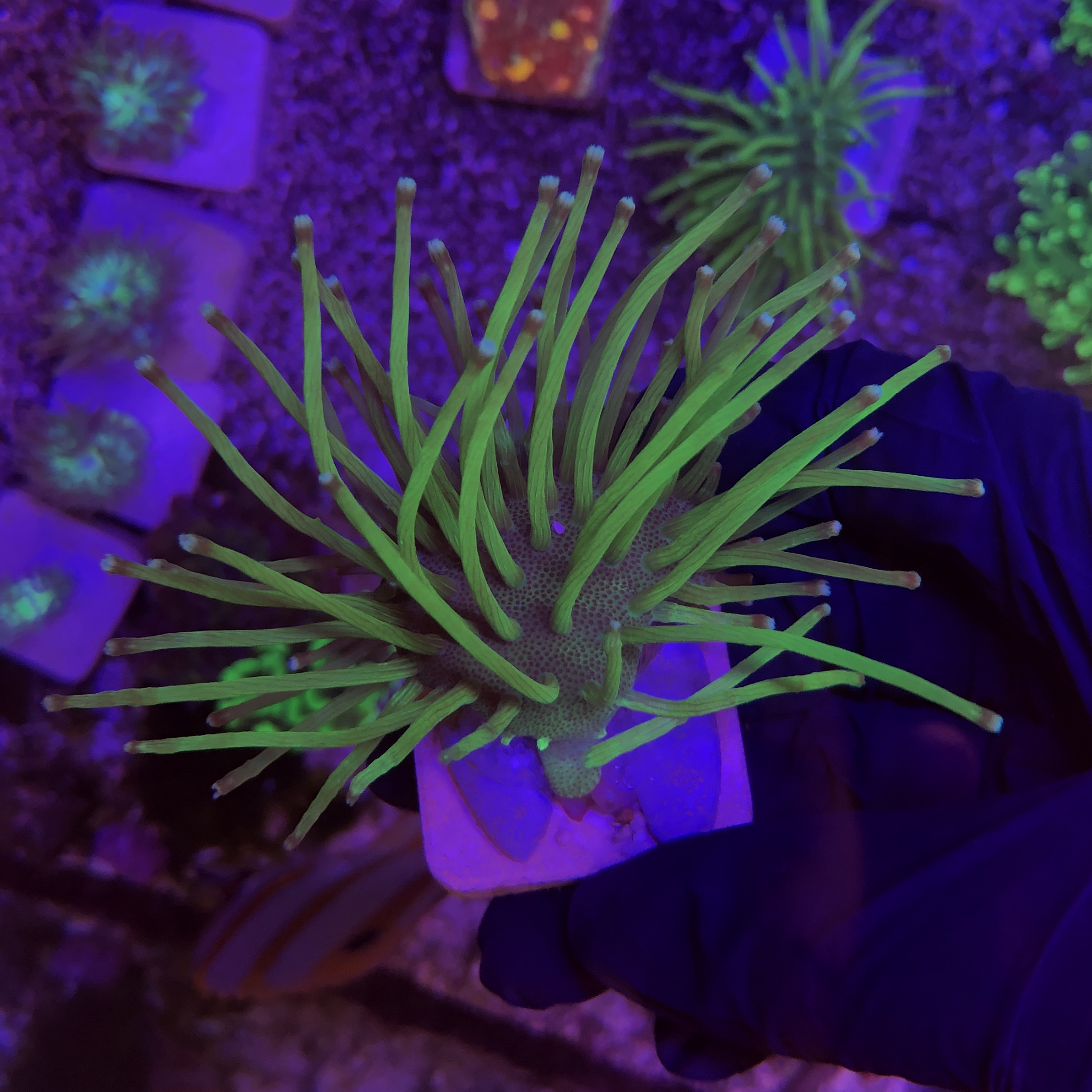 Leather Umbrella Japanese M