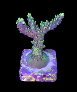 Alternative view of Lemon Pepper G