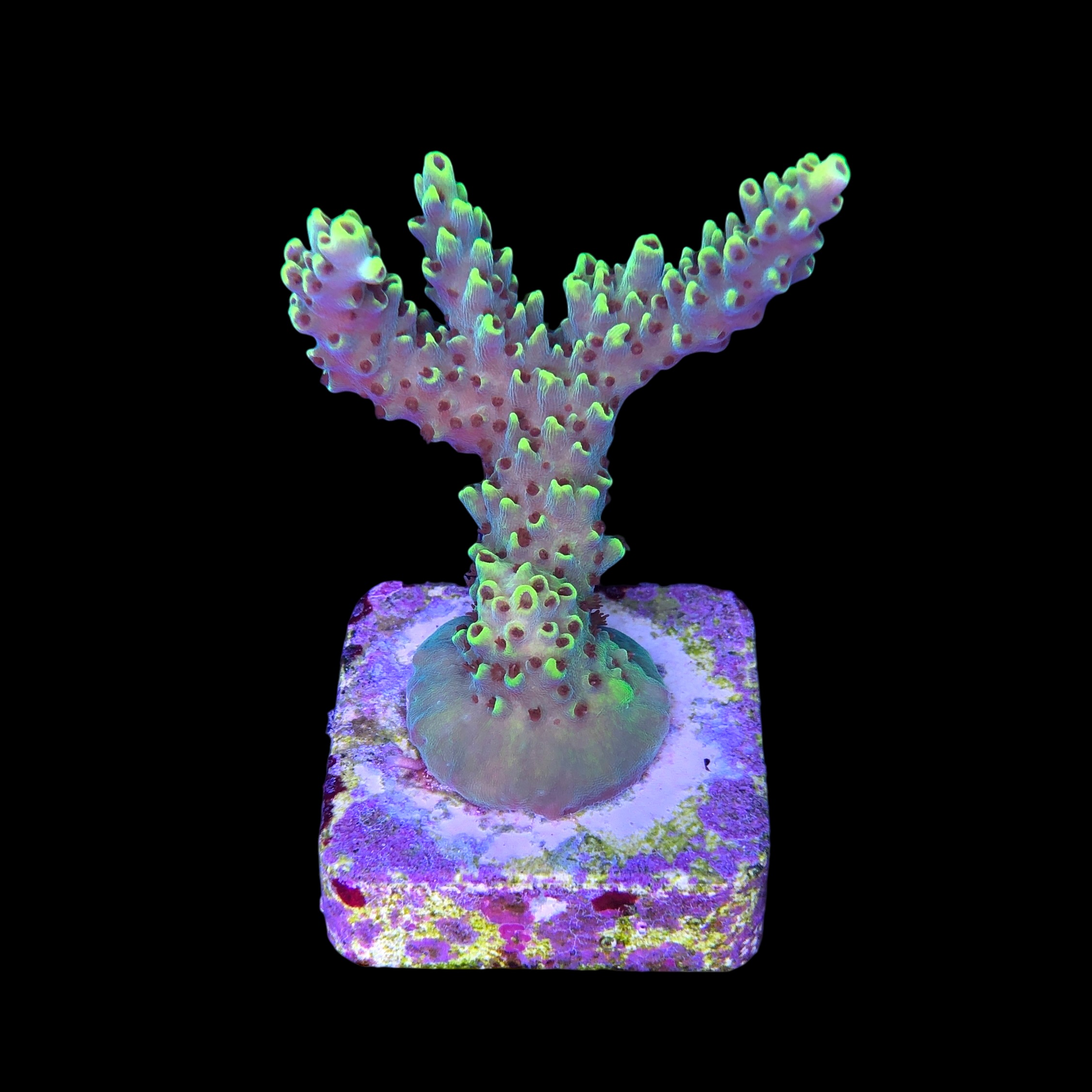 Lemon Pepper G - Imagem 2