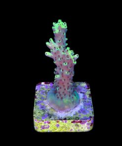 Alternative view of Lemon Pepper M