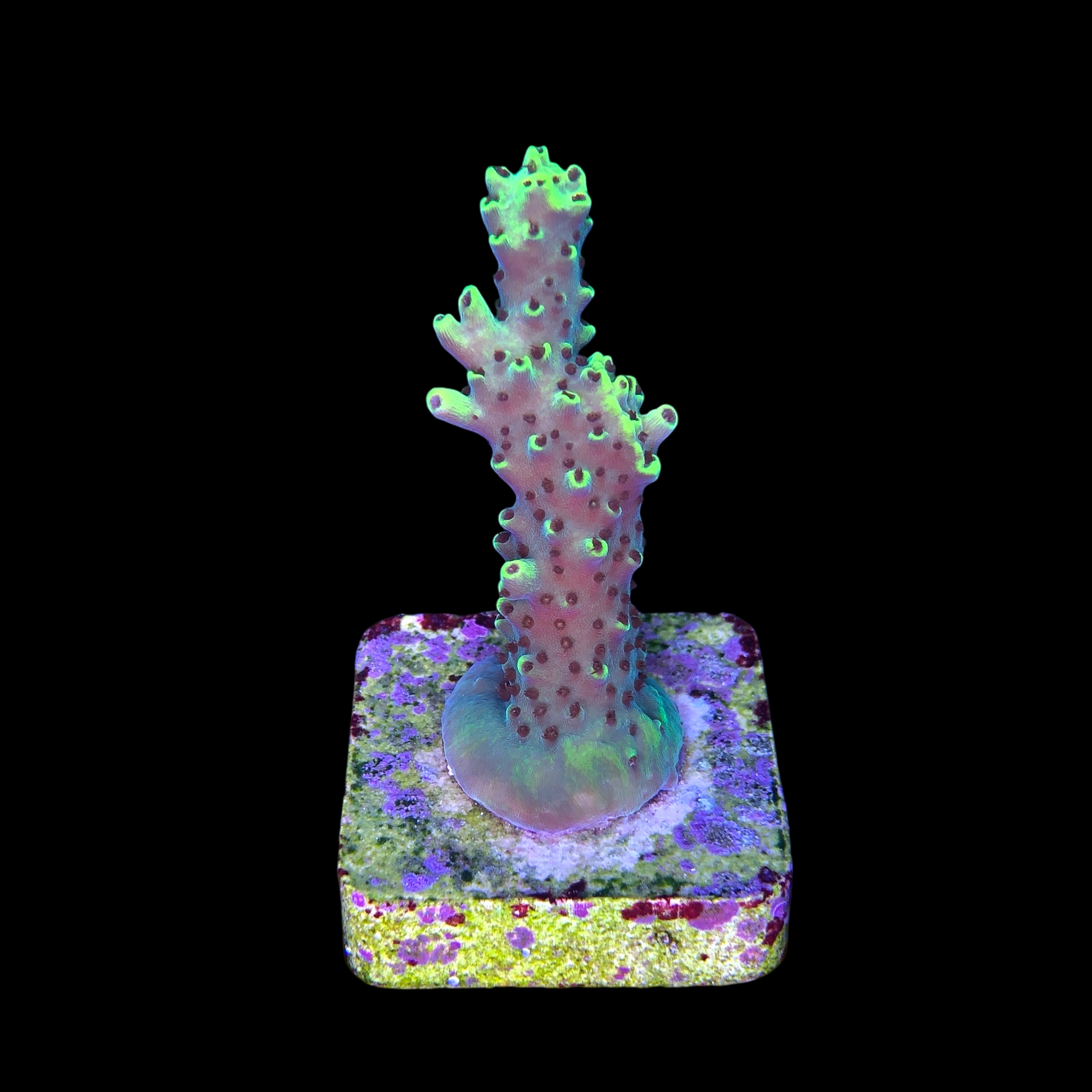 Lemon Pepper M - Imagem 2