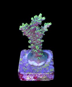 Alternative view of Lemon Pepper M