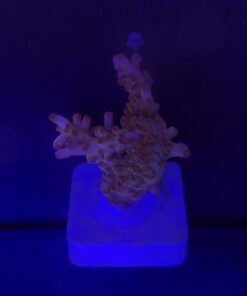 Alternative view of Lorips Pink G