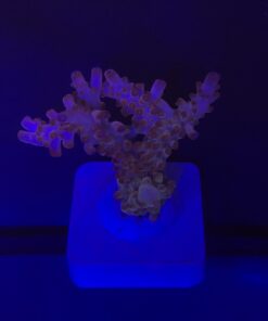 Alternative view of Lorips Pink G