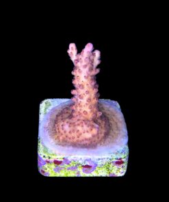 Alternative view of Lorips Strawberry M