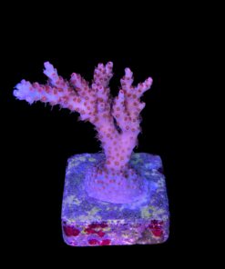 Alternative view of Maleficent M