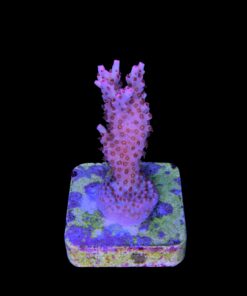 Alternative view of Maleficent M