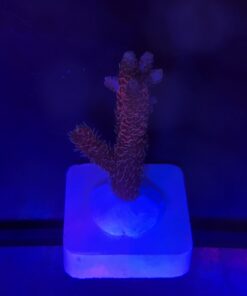 Millepora Dragon Fruit M (NOVIDADE)
