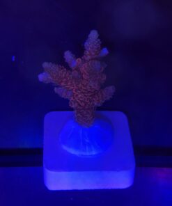 Millepora Dragon Fruit M (NOVIDADE)