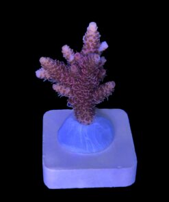 Alternative view of Millepora Dragon Fruit M (NOVIDADE)