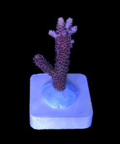 Alternative view of Millepora Dragon Fruit M (NOVIDADE)