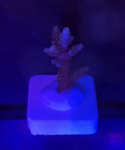 Millepora Dragon Fruit M (NOVIDADE)