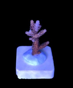 Alternative view of Millepora Dragon Fruit M (NOVIDADE)
