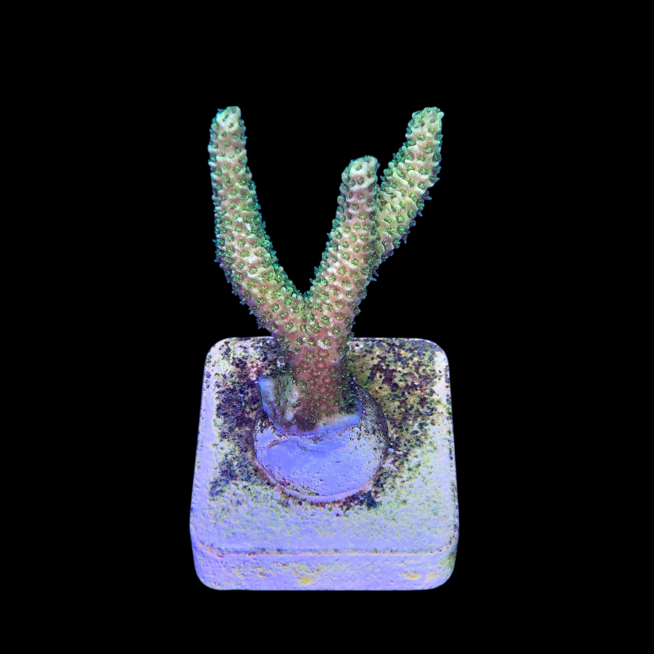 Millepora Eletric Green M - Imagem 2