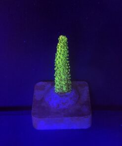 Millepora Eletric Green M