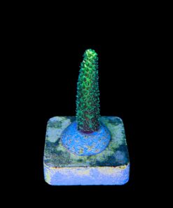 Alternative view of Millepora Eletric Green M