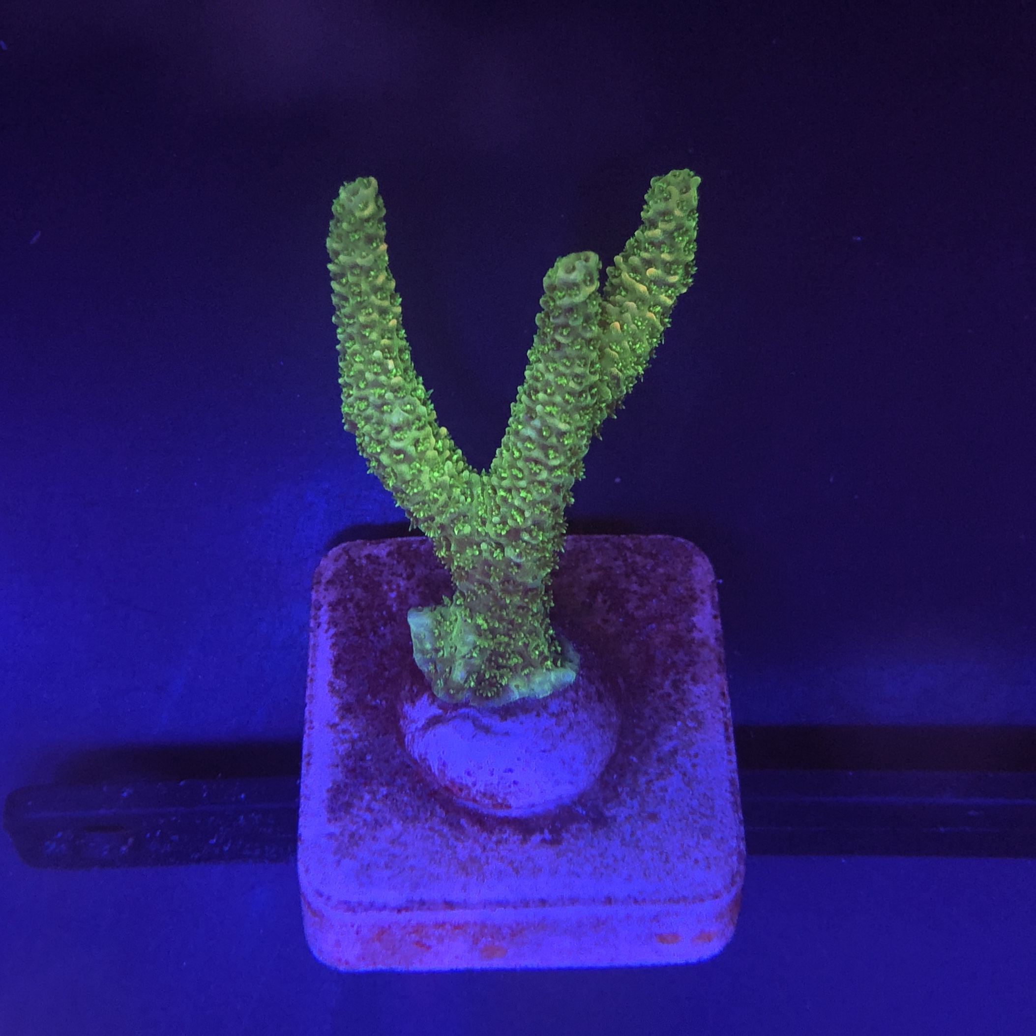 Millepora Eletric Green M