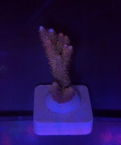 Millepora Magic M