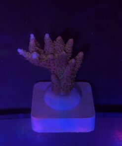 Millepora Magic M