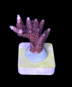Alternative view of Millepora Magic M