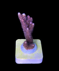 Alternative view of Millepora Magic M