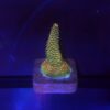 Millepora Orange Yellow Tips M