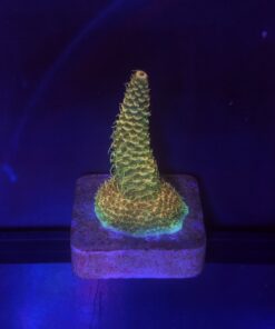 Millepora Orange Yellow Tips M