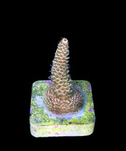 Alternative view of Millepora Orange Yellow Tips M