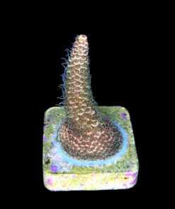 Alternative view of Millepora Orange Yellow Tips M