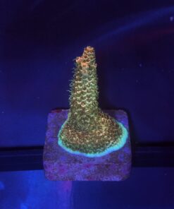 Millepora Orange Yellow Tips M