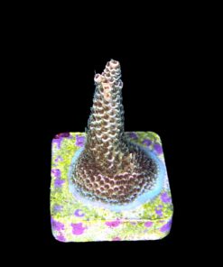 Alternative view of Millepora Orange Yellow Tips M