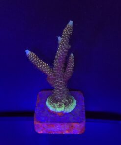 Millepora Tricolor G