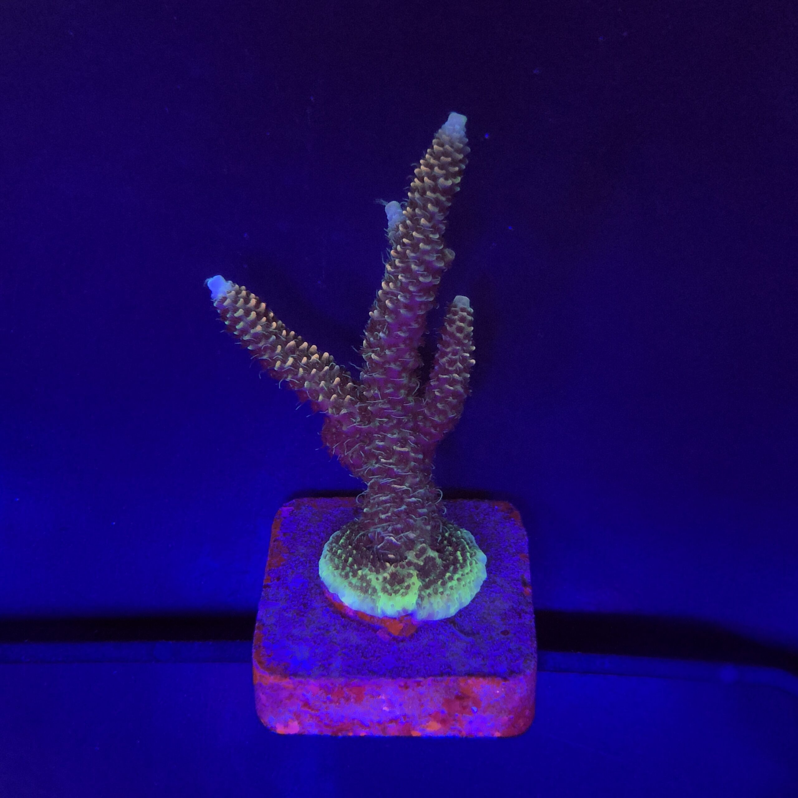 Millepora Tricolor G