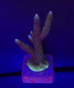 Millepora Tricolor G