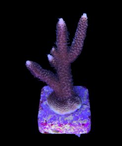 Alternative view of Millepora Tricolor G