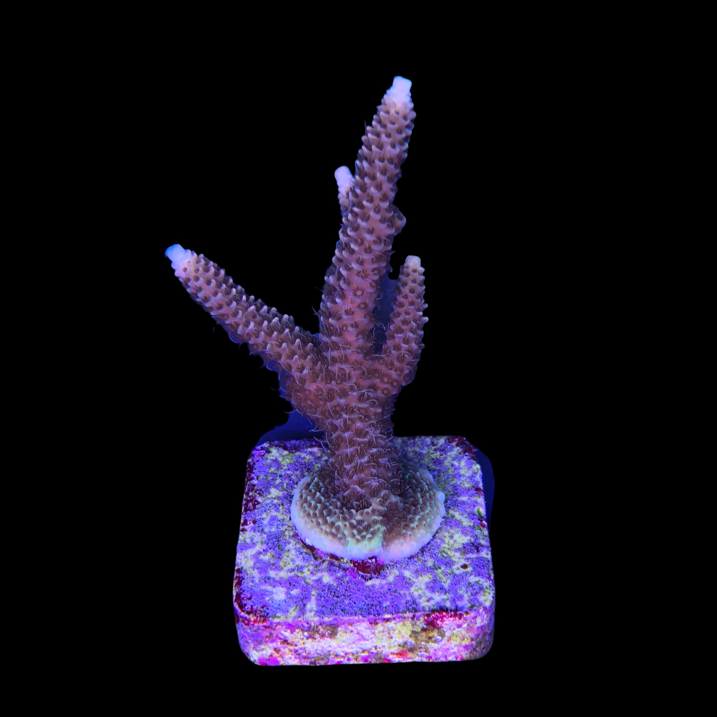 Millepora Tricolor G - Imagem 2