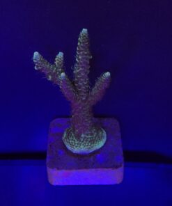 Millepora Tricolor M