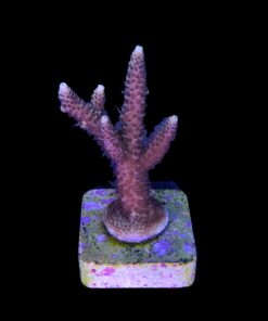 Alternative view of Millepora Tricolor M