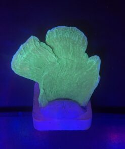 Montipora Capricornio Green G