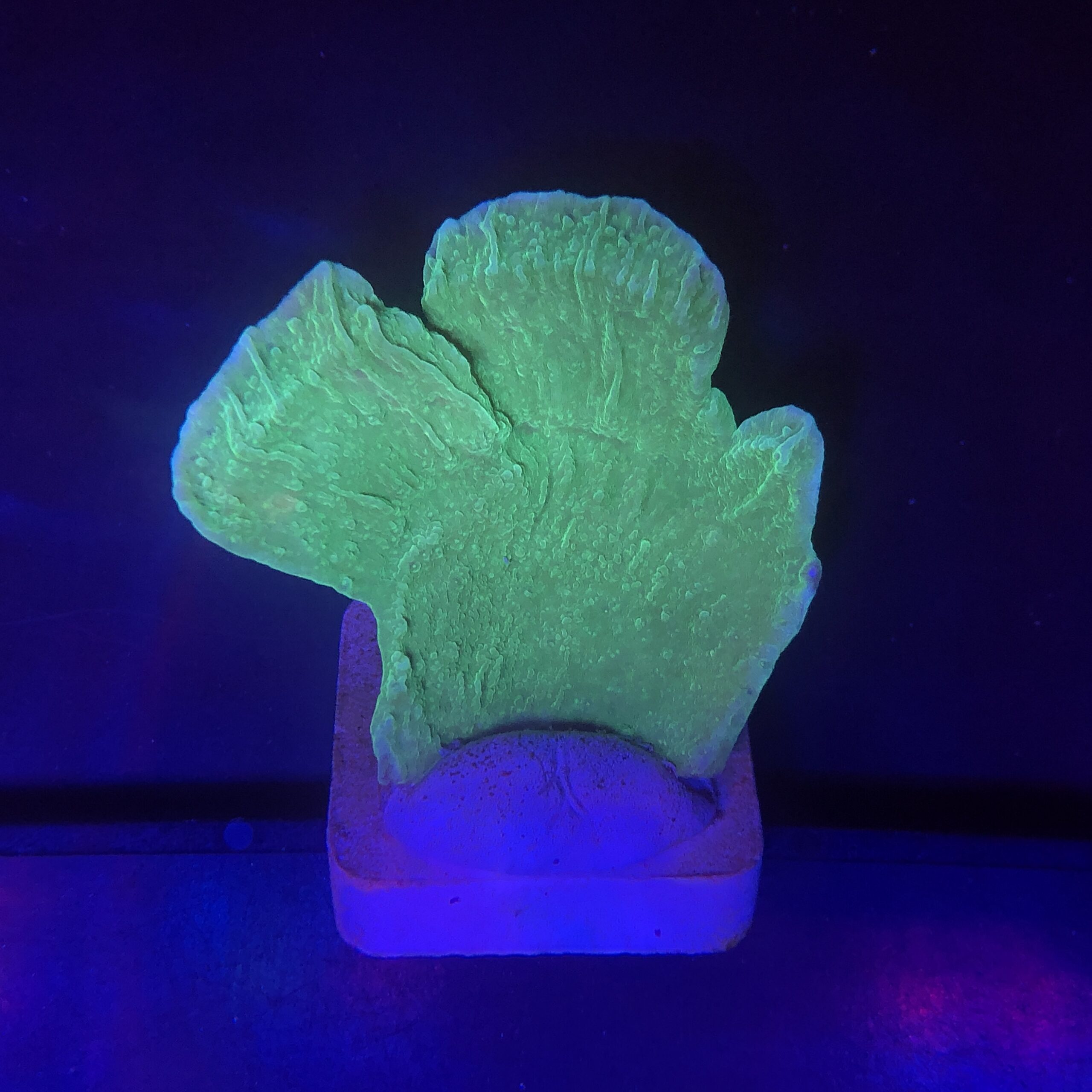 Montipora Capricornio Green G