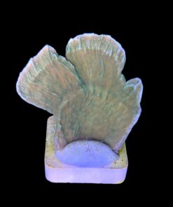 Alternative view of Montipora Capricornio Green G